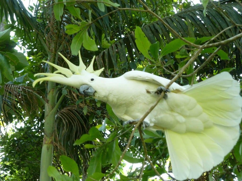 friendly Sulfur-crested Cockatoo
