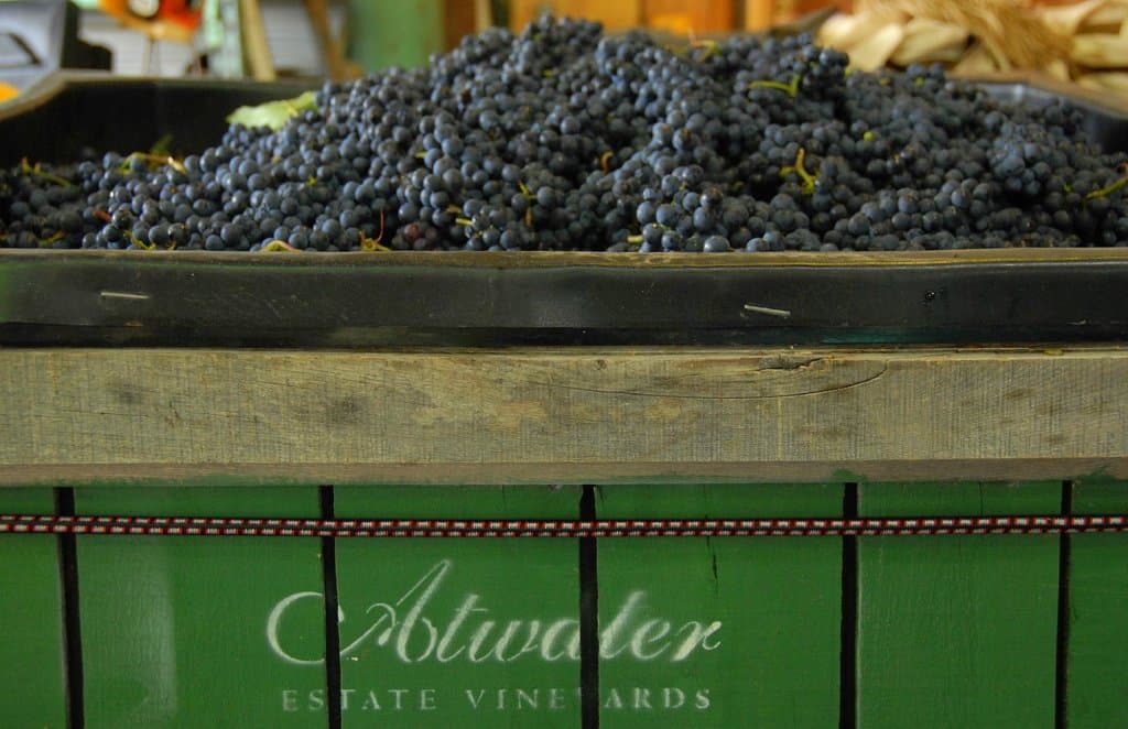 Grape Harvest