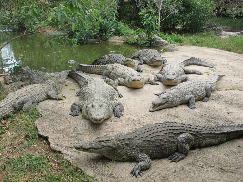 A lazy day in the sun at the Gwembe Croc Park