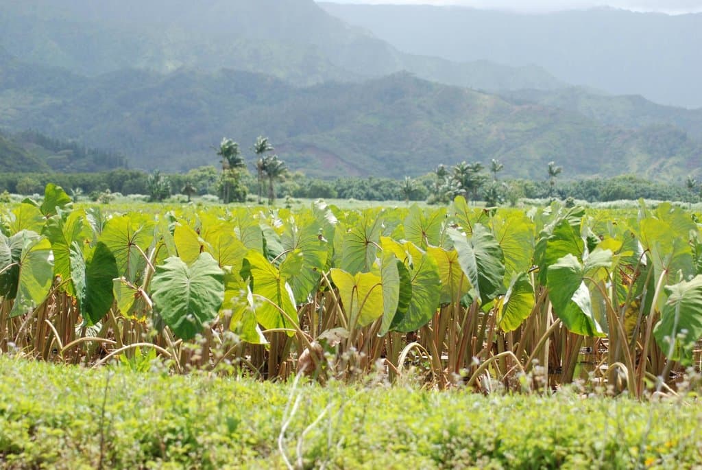 Taro Field