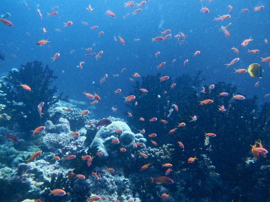 Banana Reef (October 2012)