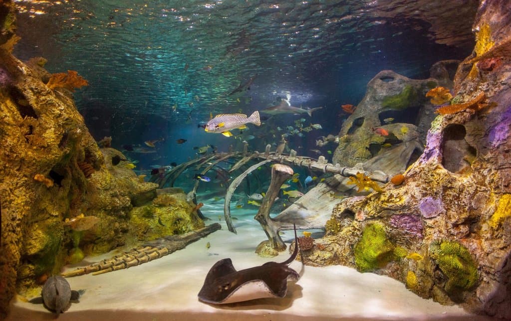 How many different types of fish can you spot in our ocean tank?