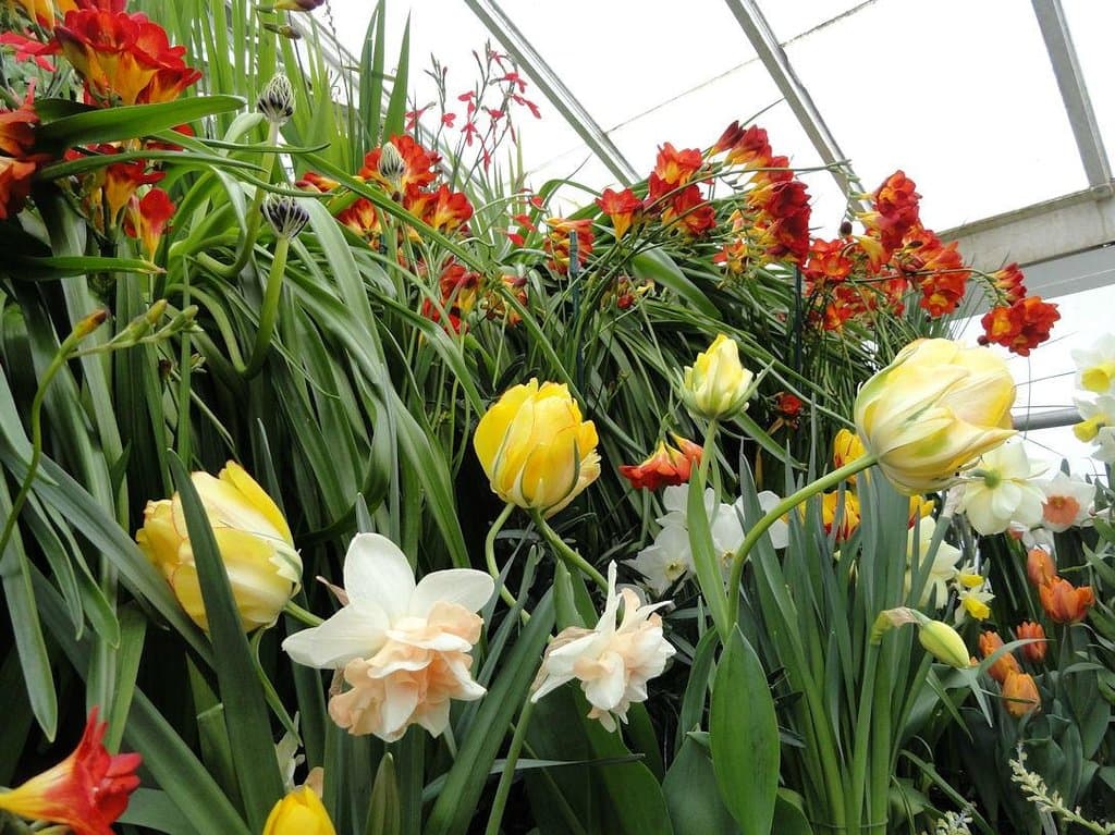 Spring Bulb Show