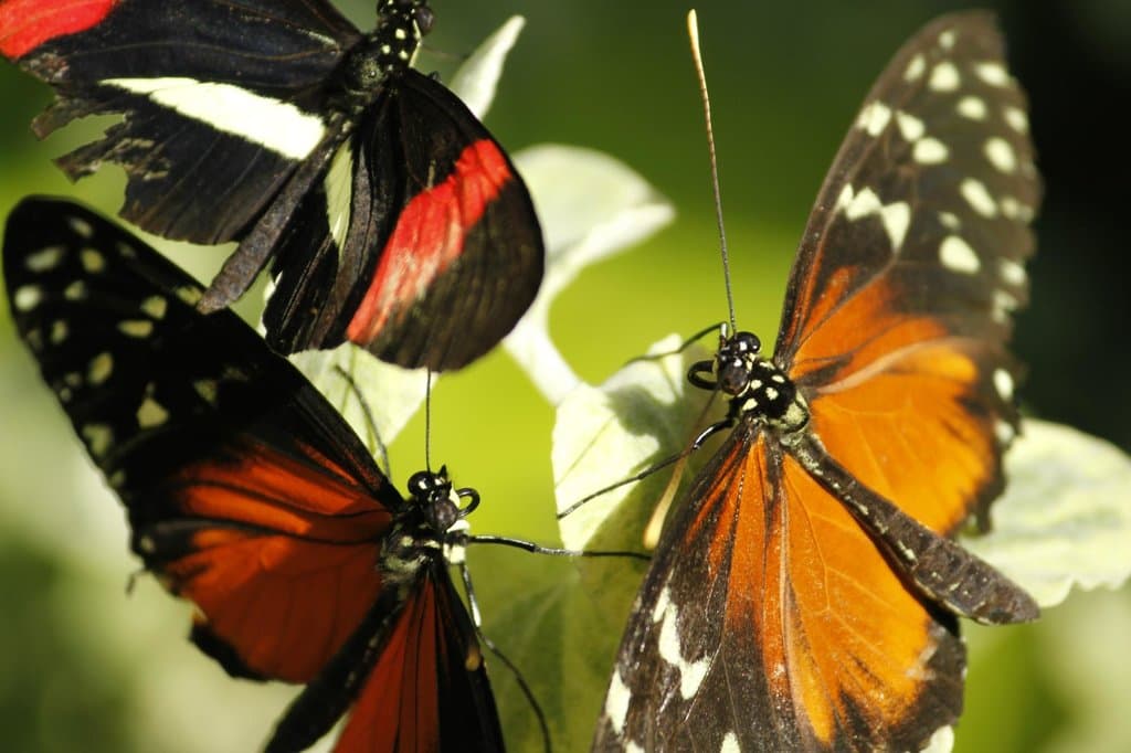 Meeting of the minds