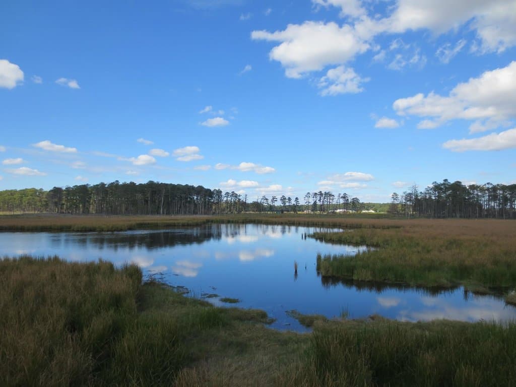 Blackwater National Wildlife Refuge