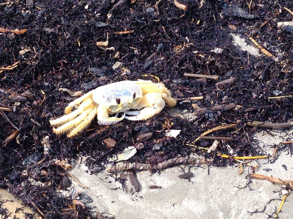 Found on St Jo Island (October 10 2013)