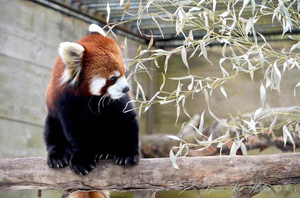 Red Panda