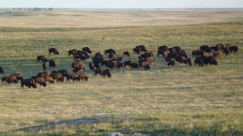 bison herd