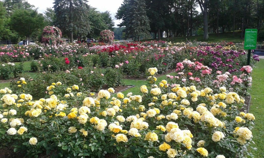 Central Park Rose Garden as seen from Central Parkway