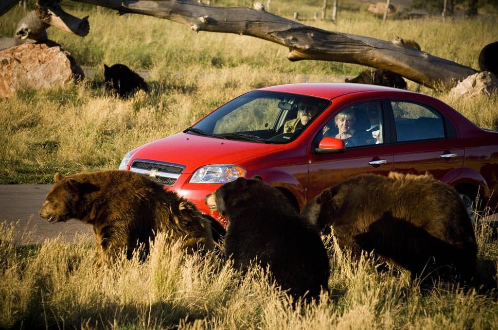 Bears