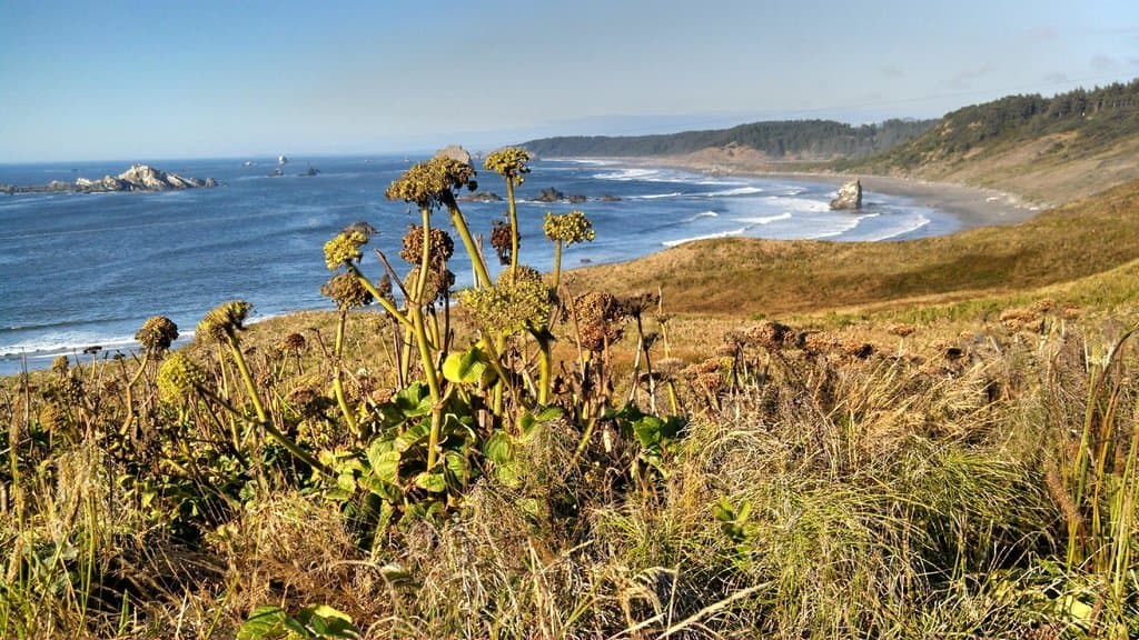 Great Fauna and Waves