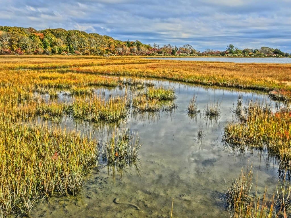 Some of the marshes