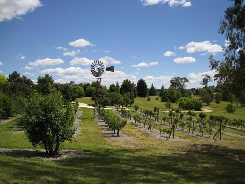 Apple trees growing like grapes