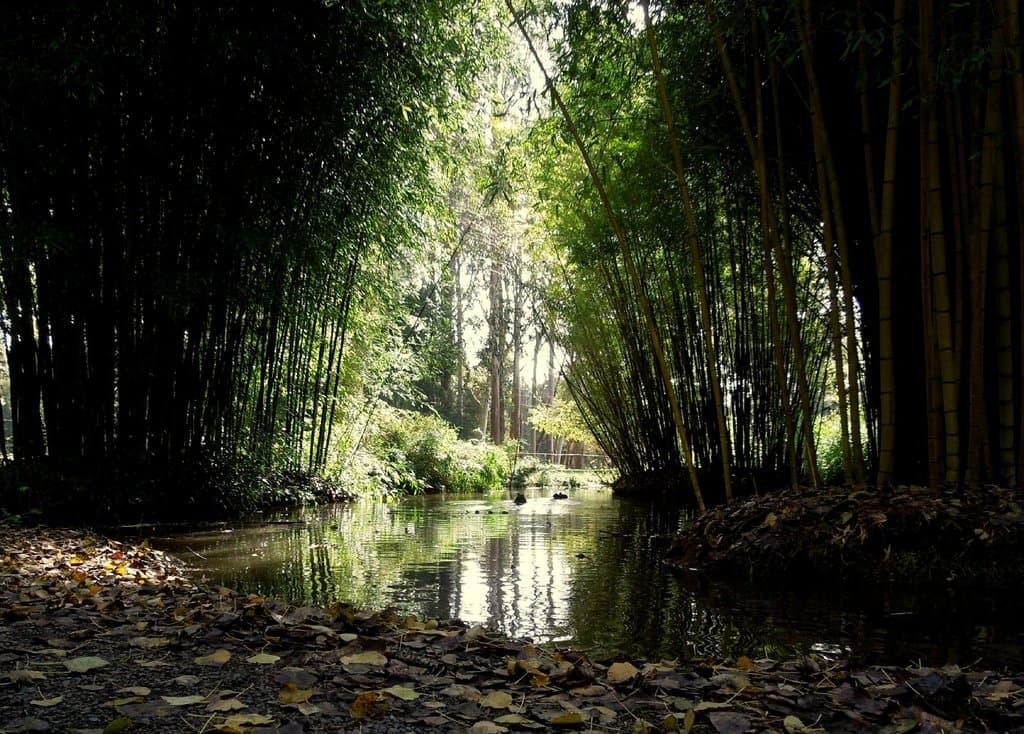 The Bamboo Grove