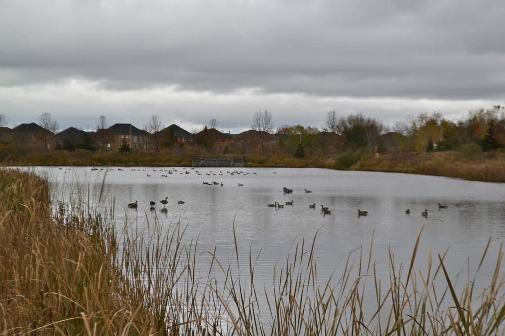 Many birds on the water