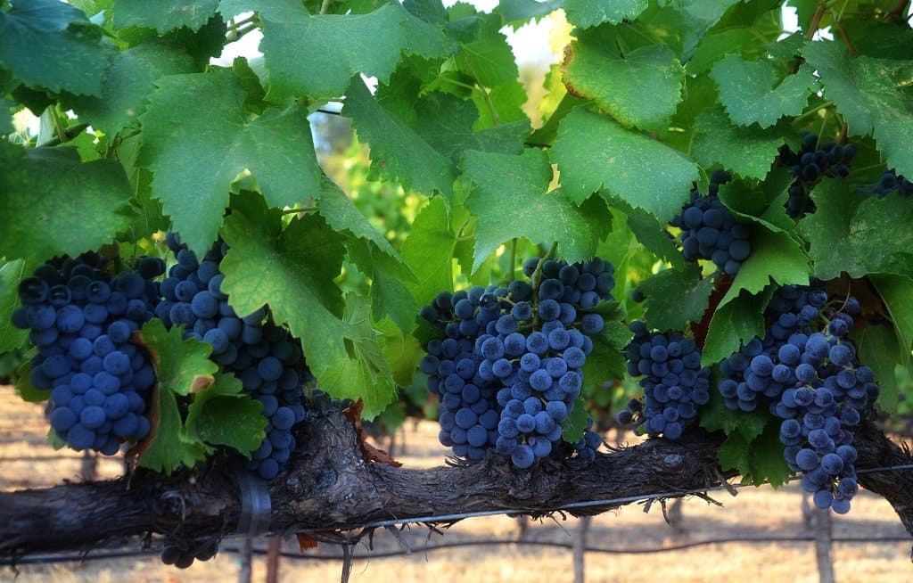 Grenache grapes at Twisted Oak