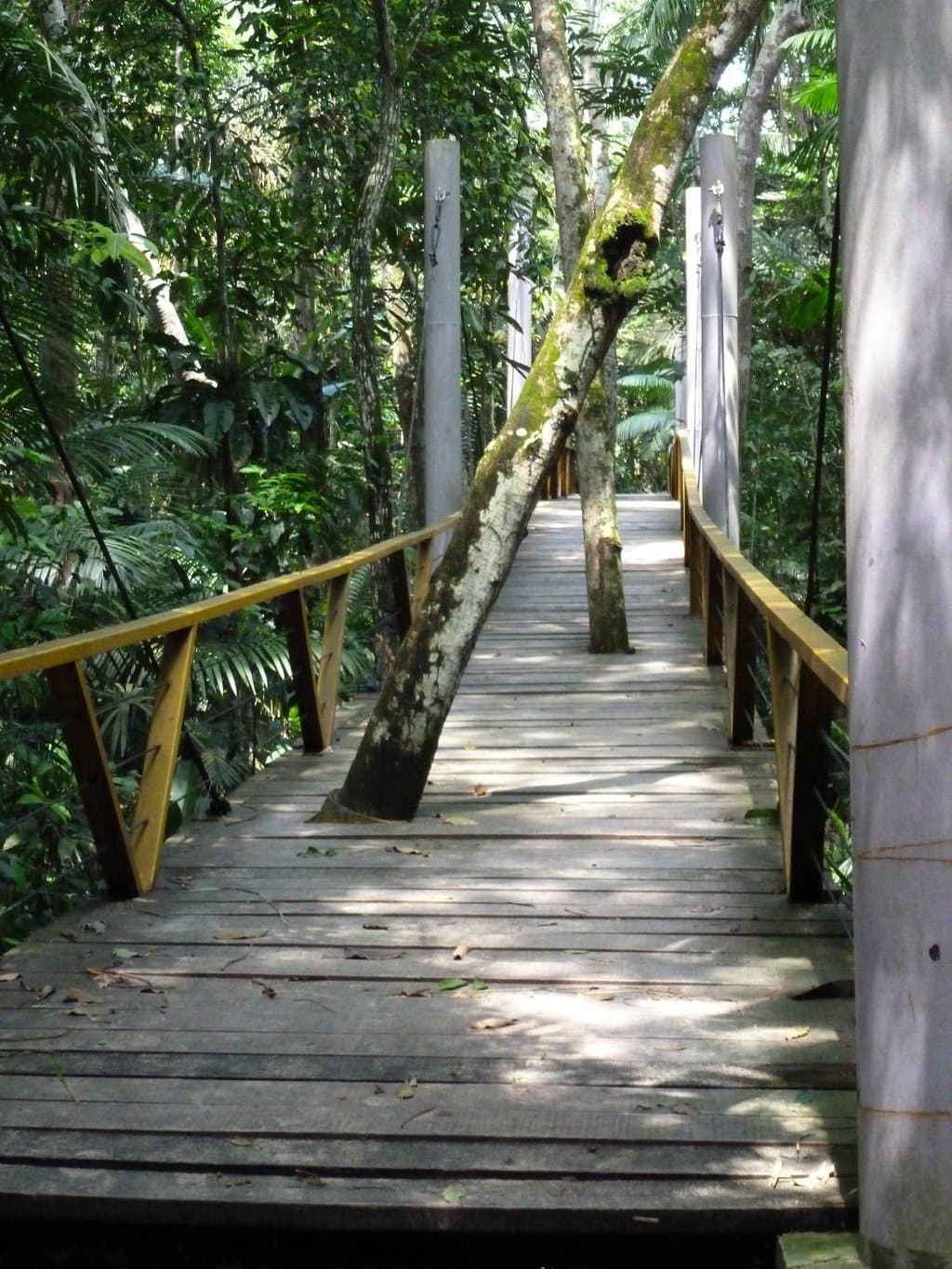 Plataforma de Observação conservando as árvores
