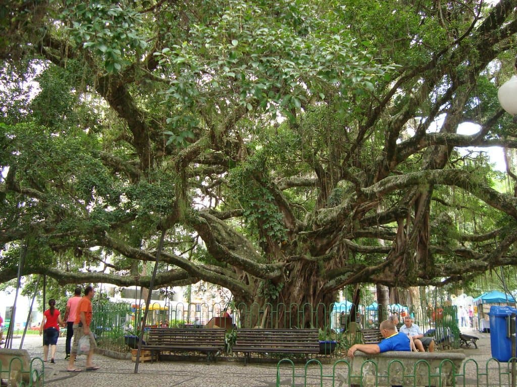 Figueira da praça