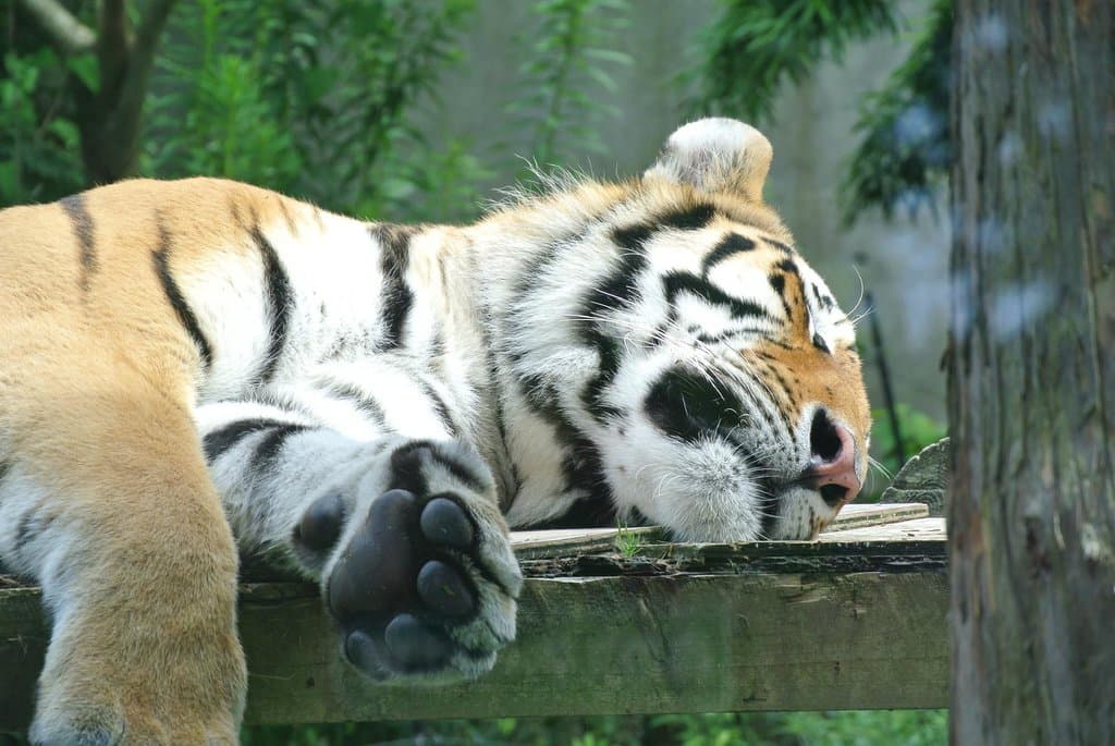 これがヒロシ。イラストそっくりです！