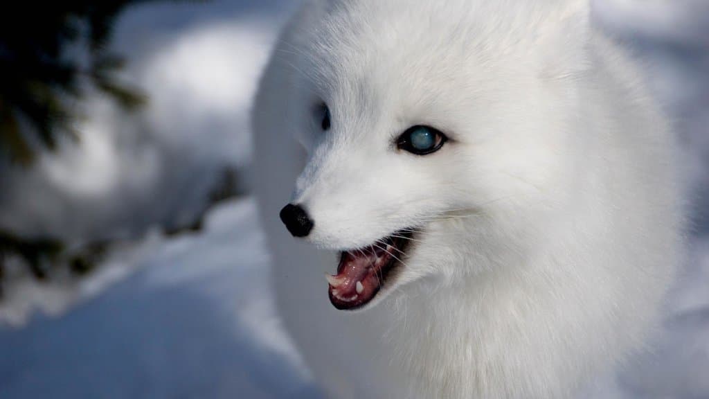 Arctic fox enjoying a break in the weather