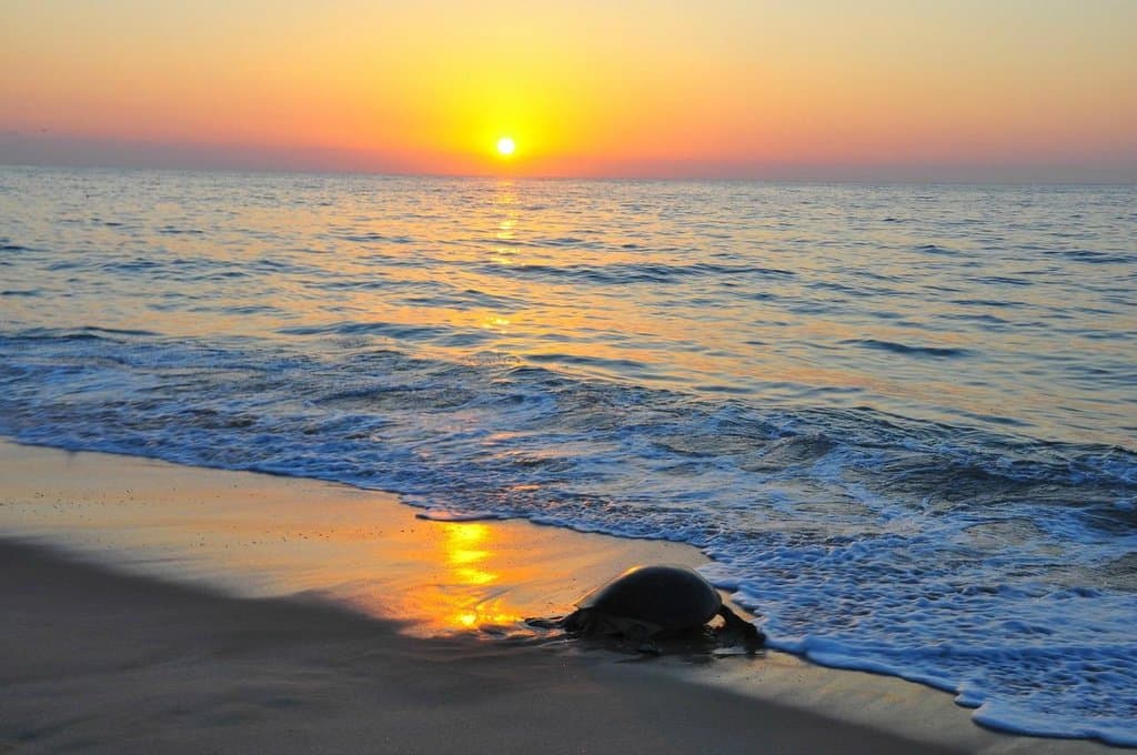 All'alba, una tartaruga rientra in mare dopo aver deposto le uova