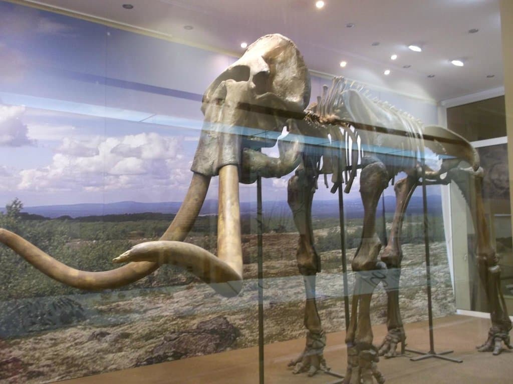 Фотосъемка в музее платная