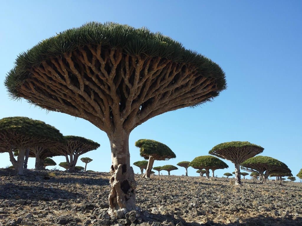 Dragon Blood trees