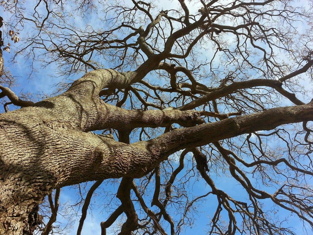 Quercia virgiliana del bosco dell'Incoronata