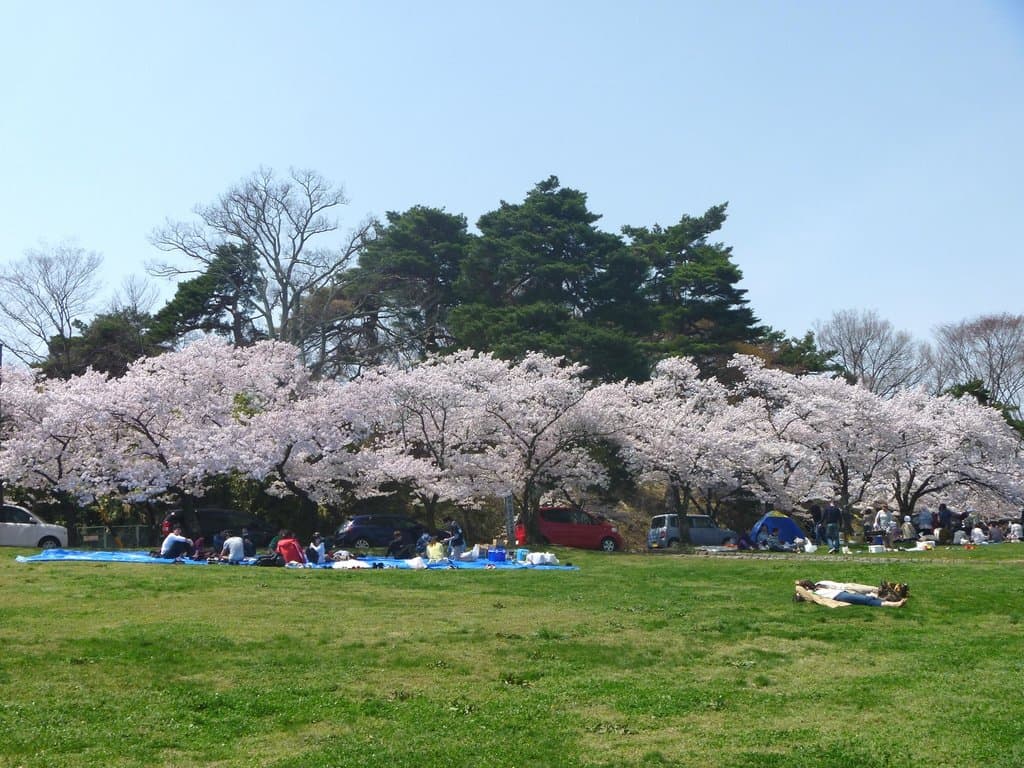 城山公園の桜_1
