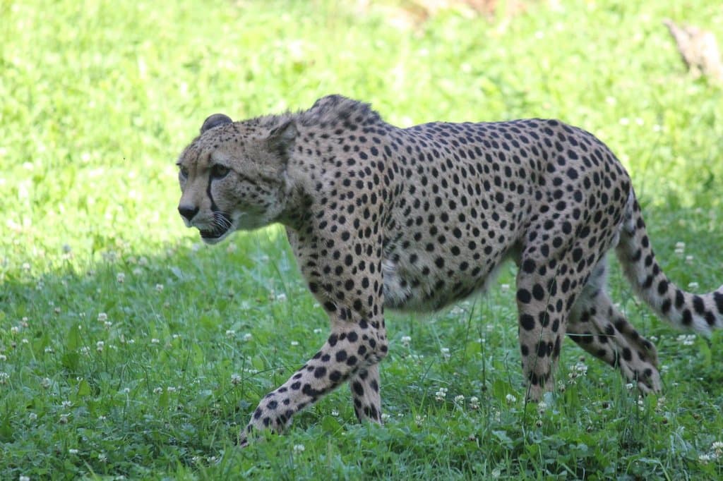 zoo3