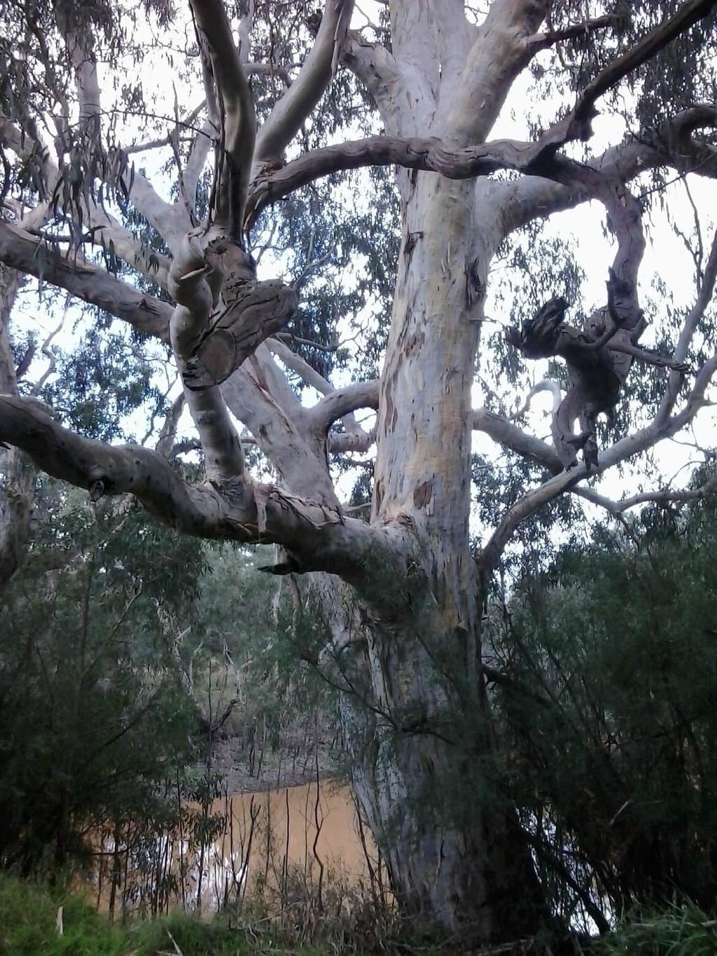 Majestic old tree at Bolin Bolin Billabong