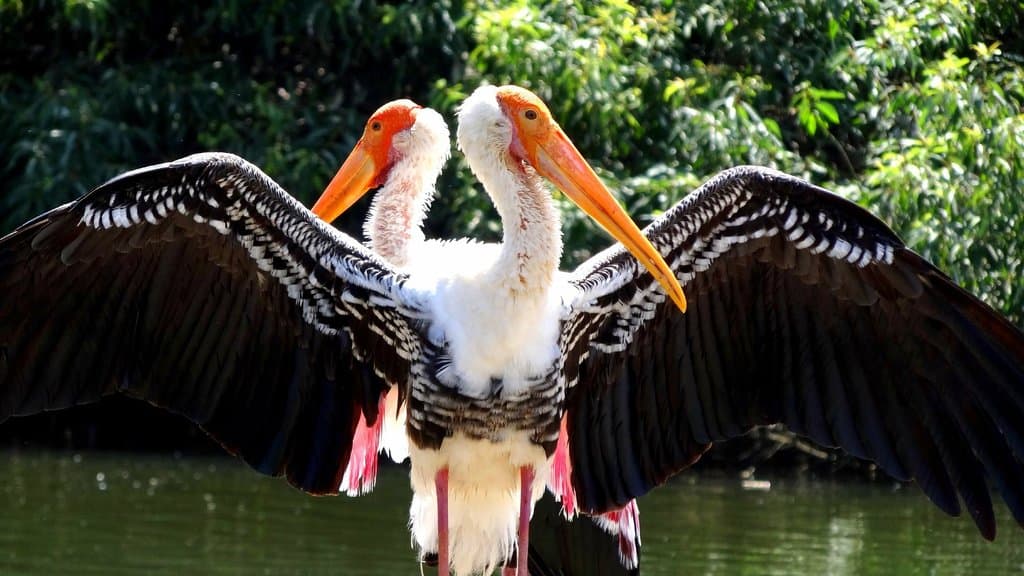 Painted Stork