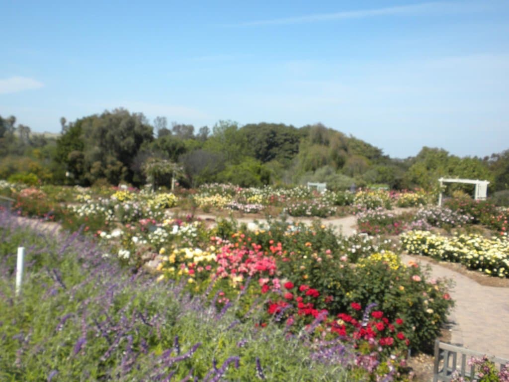 Field of flowers