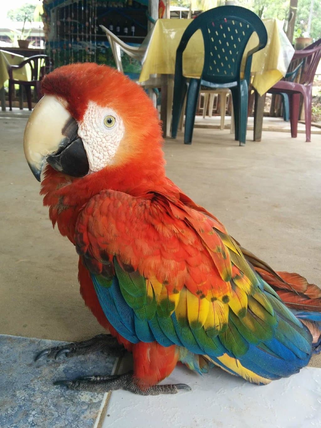 Red and green macaw