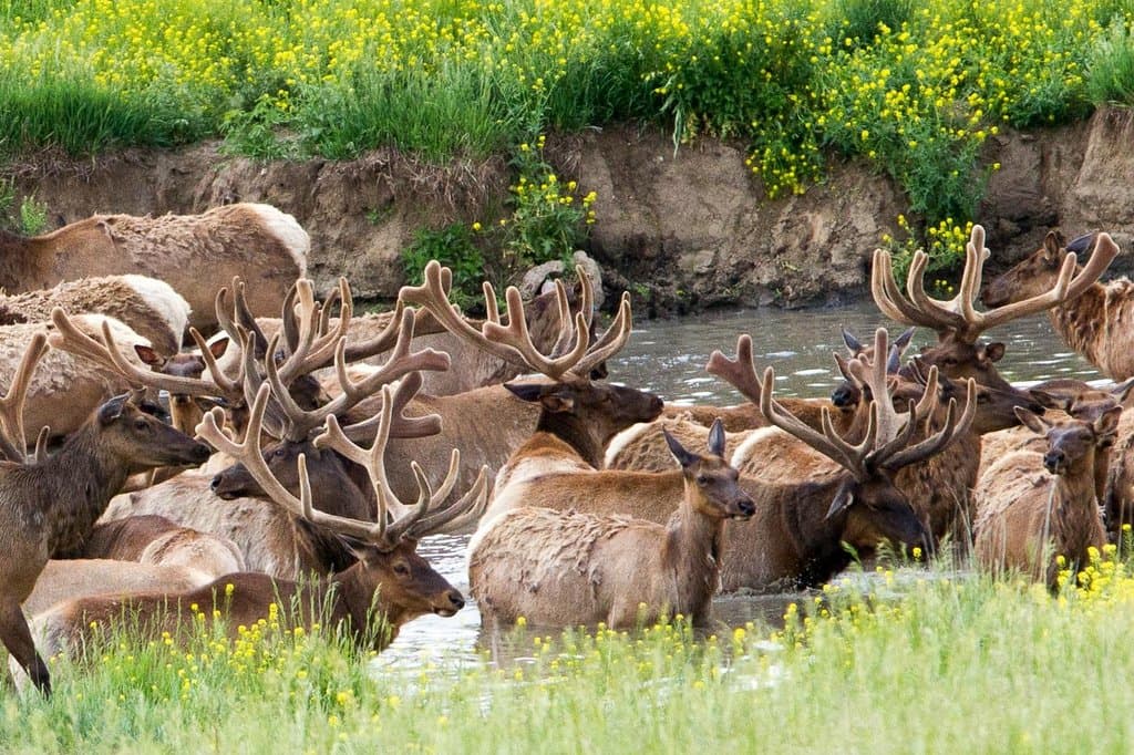 Many elk!
