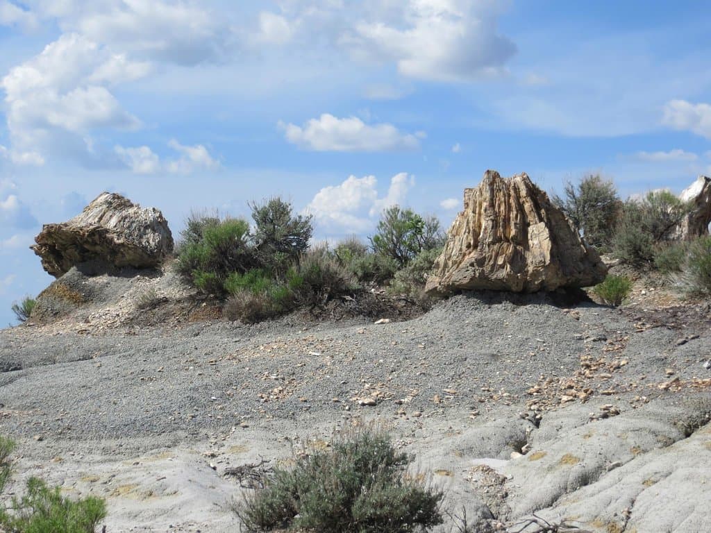 Petrified forest loop