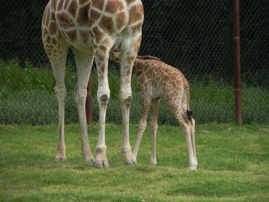 A new baby Giraffe