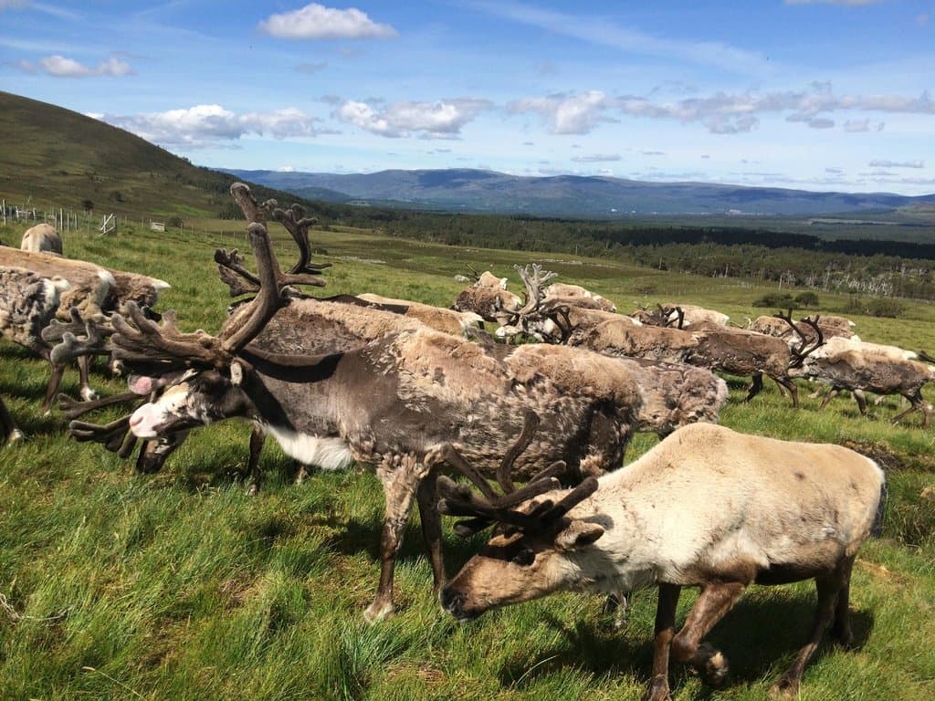 Reindeer Hill Visit