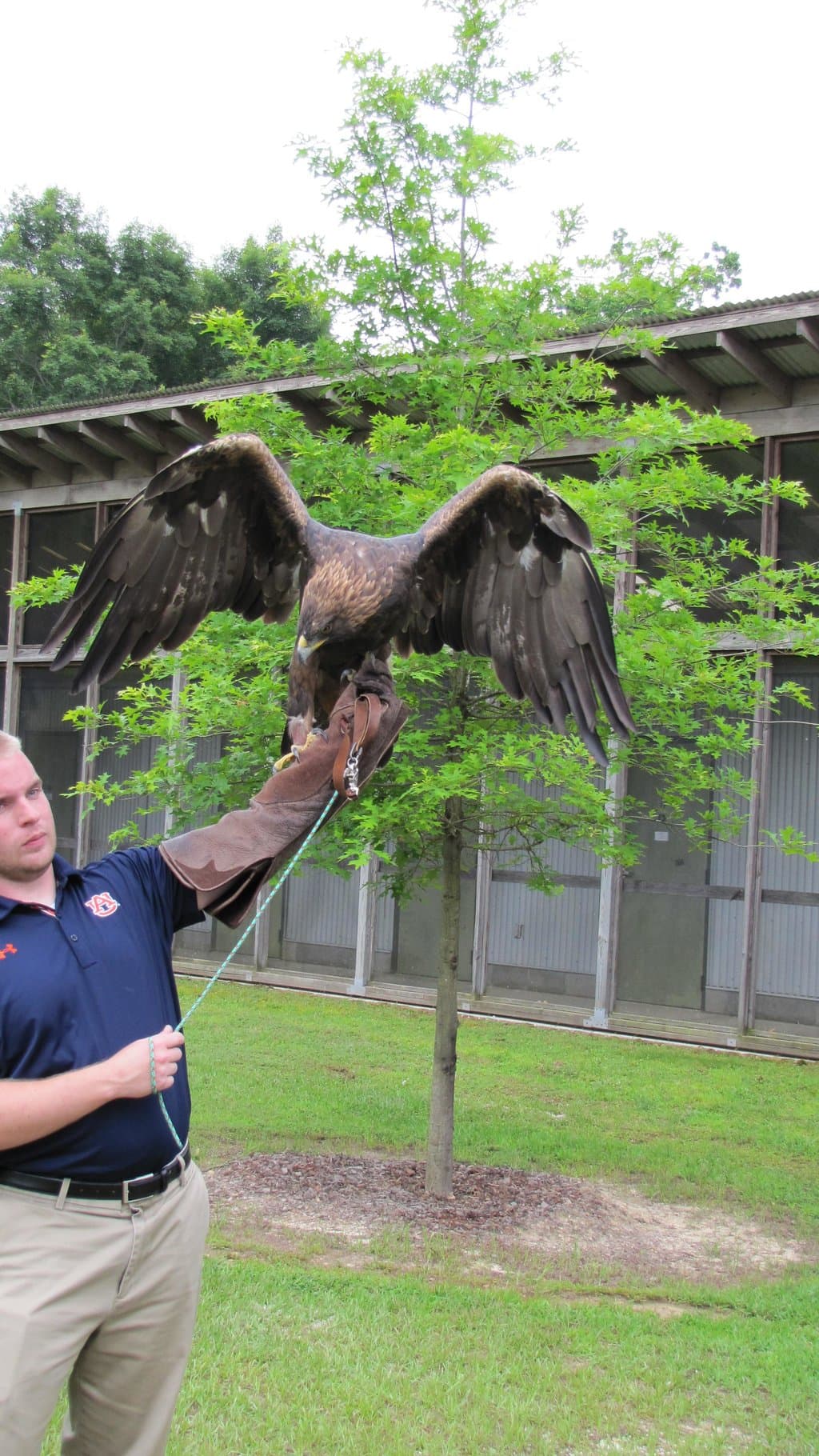 golden eagle, Nova (War Eagle VII)