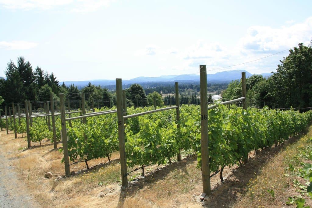 Vines looking over to the water
