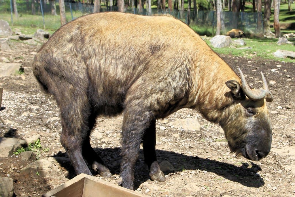 The Takin!