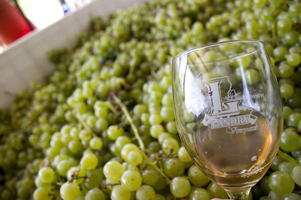 Blanc Du Bois grapes.