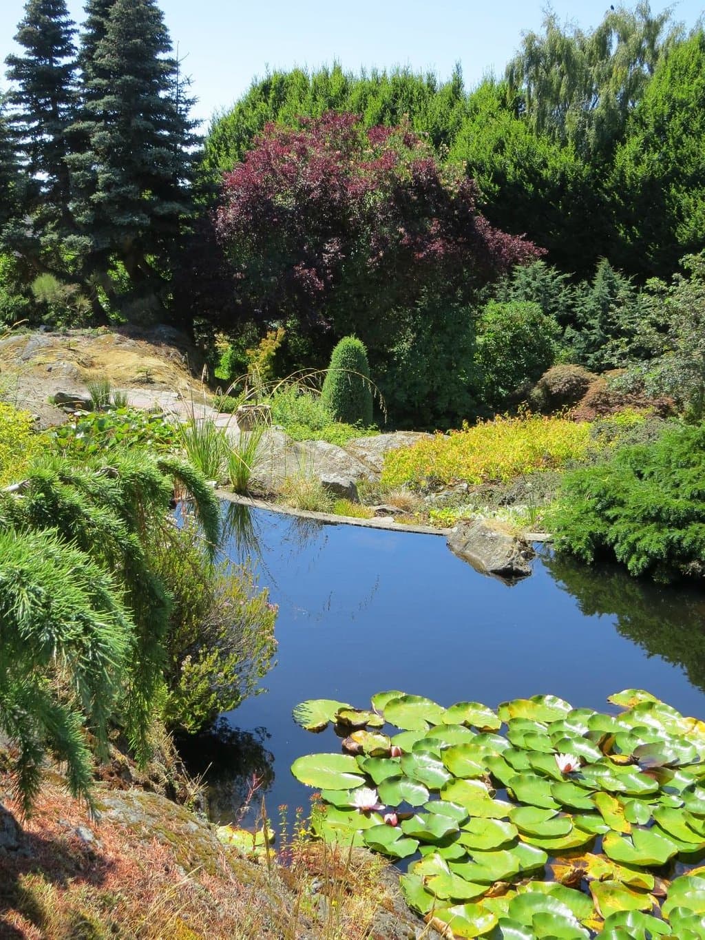 Lilly pond Abkhazi Garden