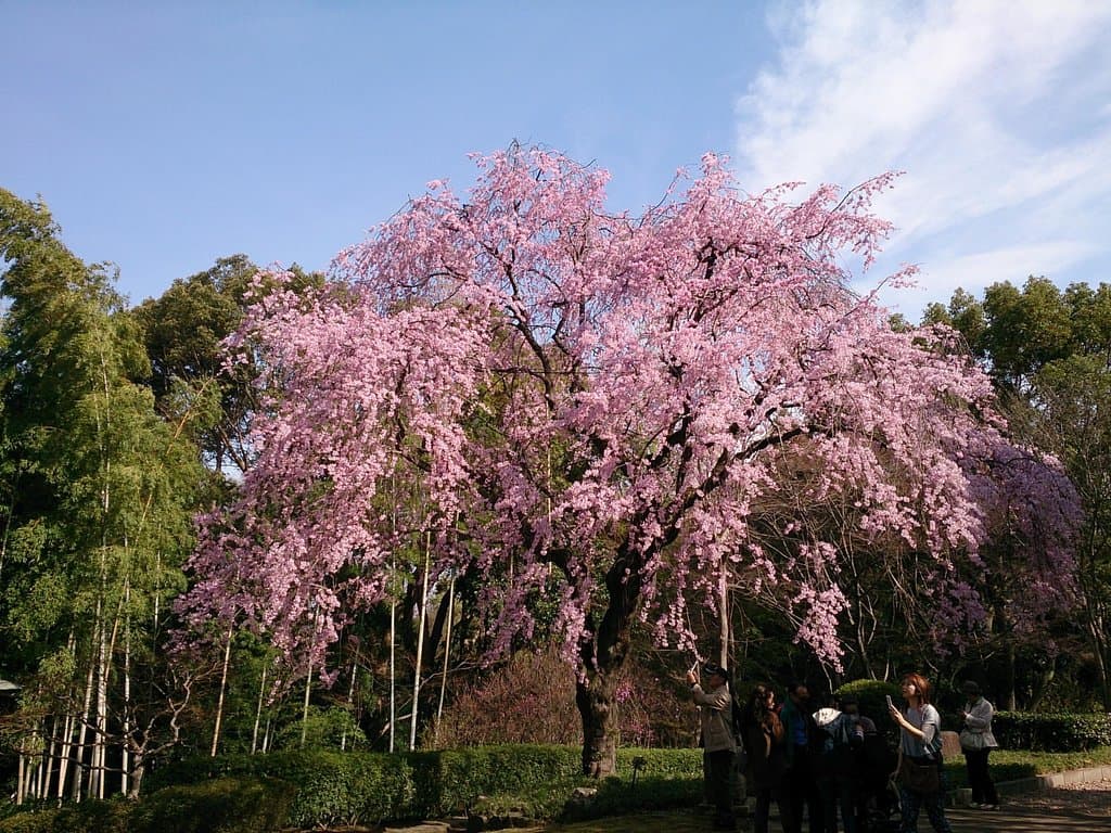 枝垂桜