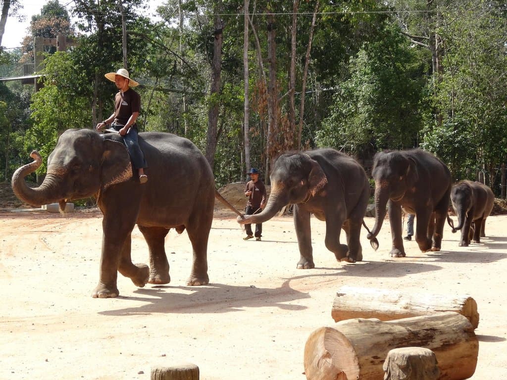 Elephants entering show