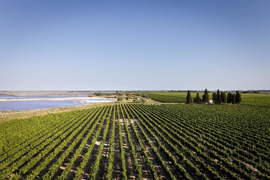 Le vignoble du Domaine