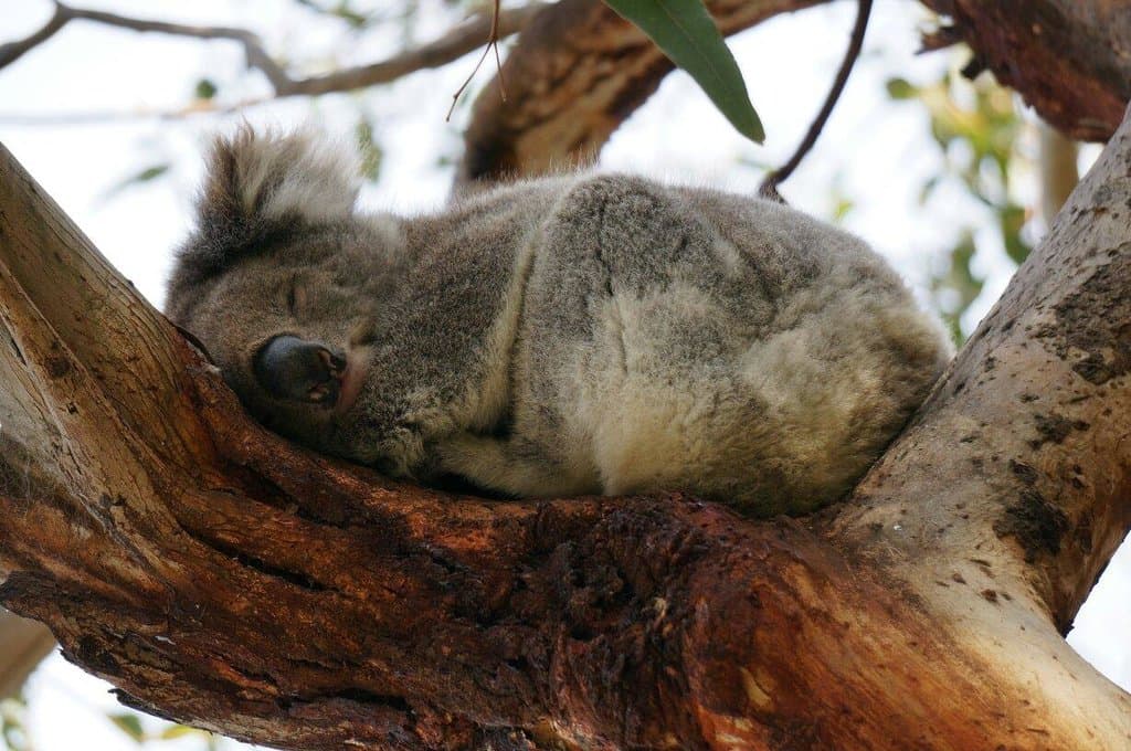 Sleeping Koala...