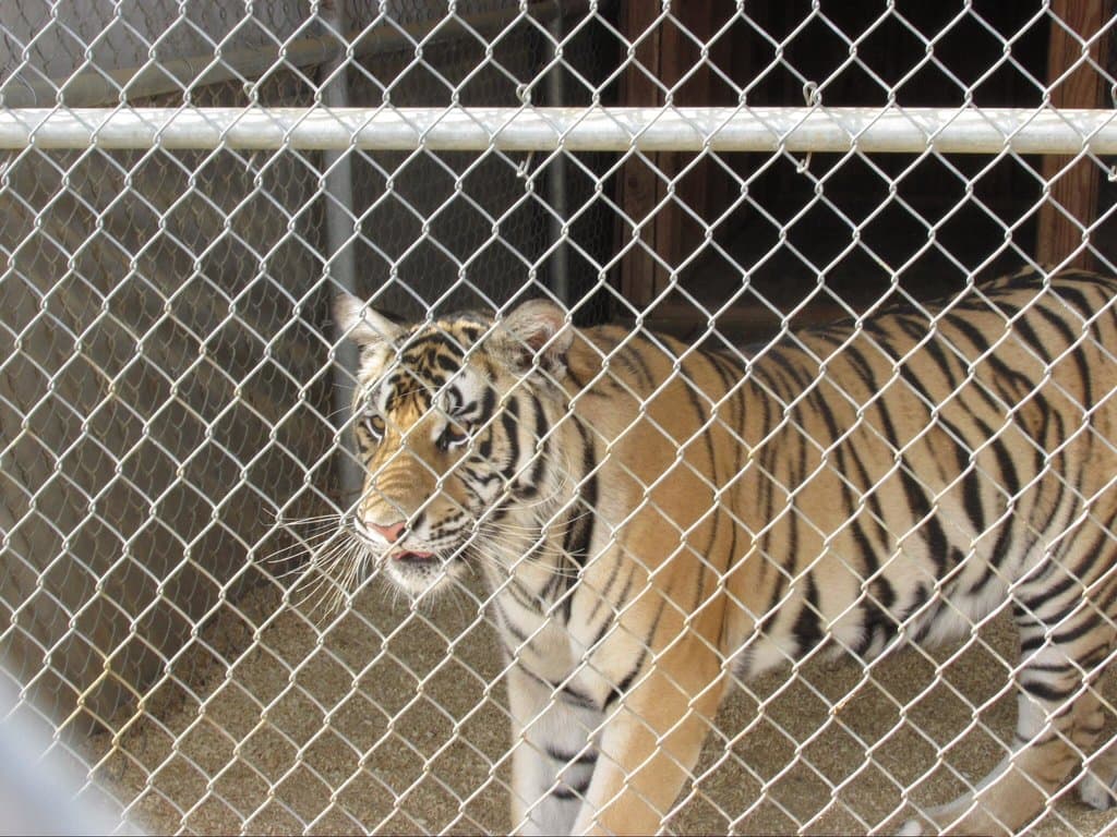Tiger
