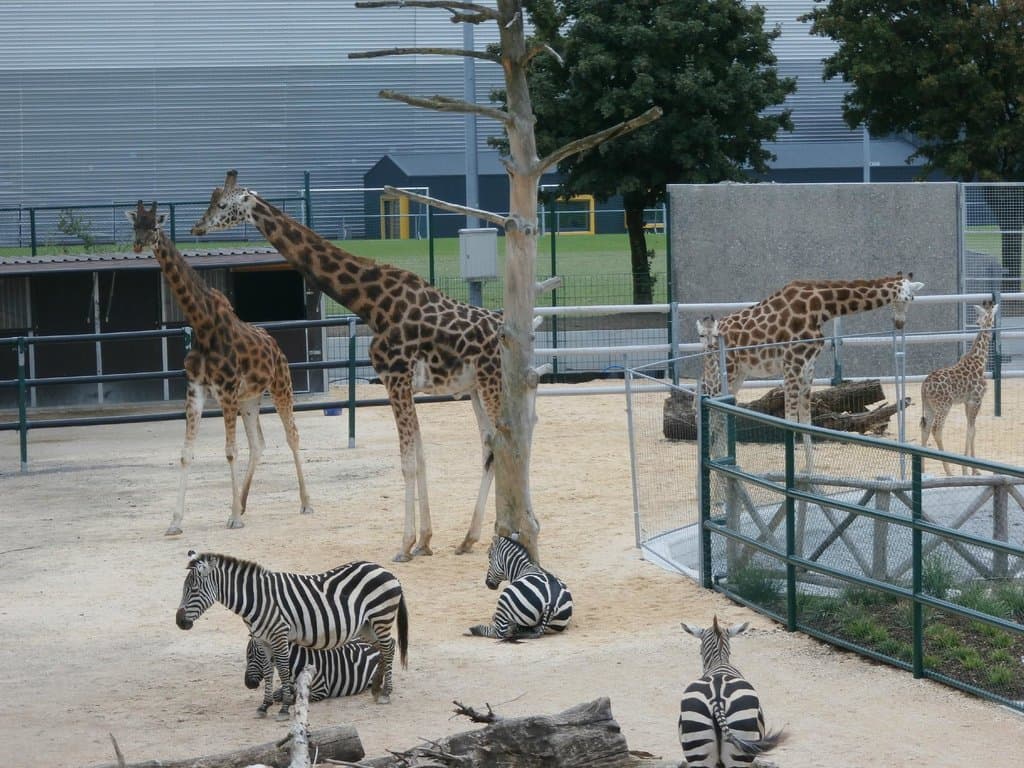 Giraffe and zebra exhibit