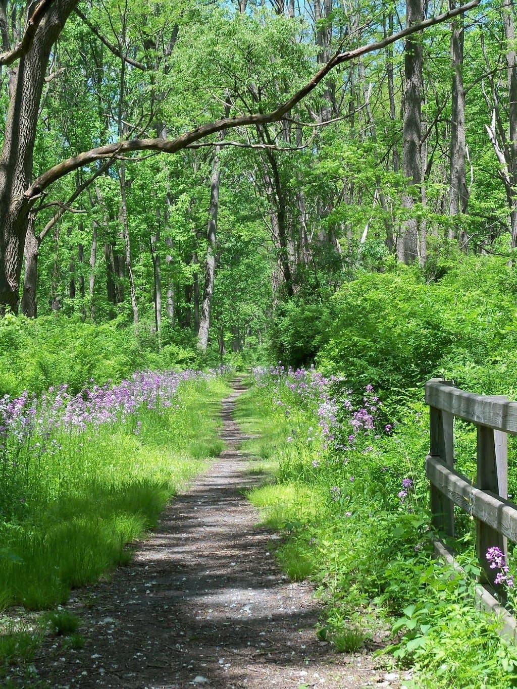 Catharine Valley Trail (near Millport trailhead)